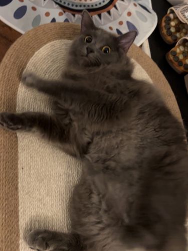 Thor being surprised